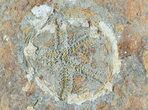 Two Ordovician Edrioasteroid (Spinadiscus) Fossils - Morocco #46460-1
